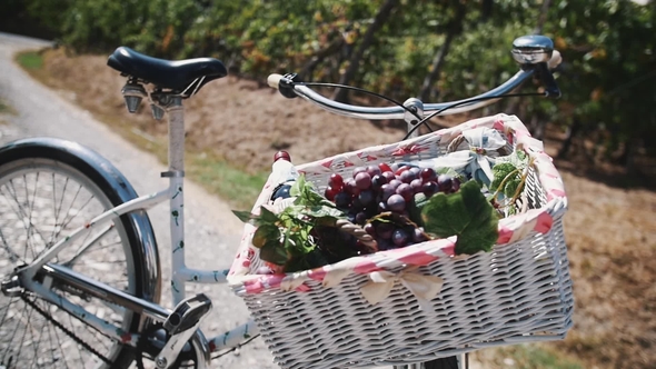 Wicked Basket with Vine and Grapes on Bicycle on Road Near Vinery