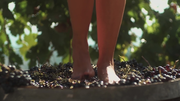 Legs of Slim Girl Squeezing Grapes in Wooden Barrel
