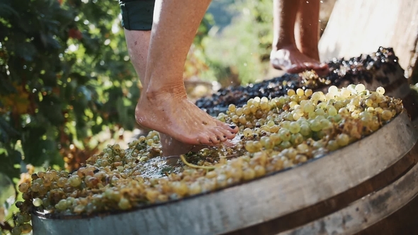 Two Pair of Men Feet Squeezes Grapes at Winery Making Wine