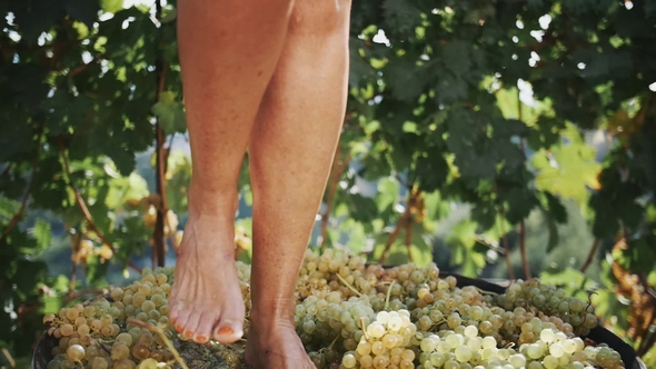 Women Feet Stomping White Grapes in Wooden Shaft