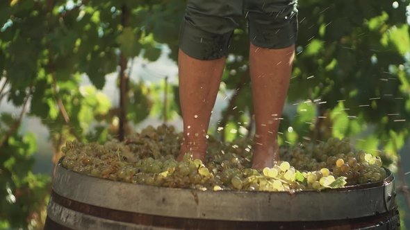 Legs of Guy in Green Shorts Stomping White Grapes in Wooden Barrel