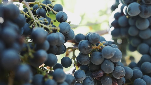 Beautiful Ripe Black Grape on Stem at Vineyard