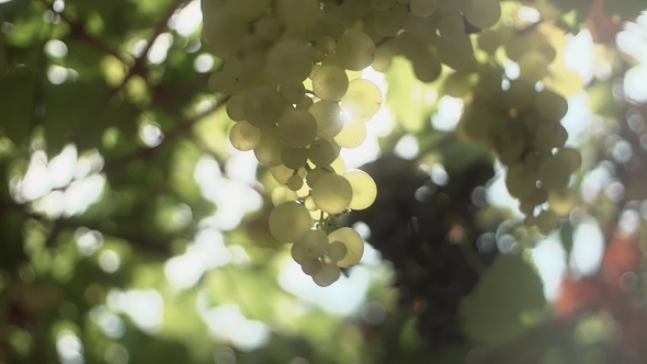 Woman Hands Touching Bunch of Grapes Hanging on Stem at Vineyard