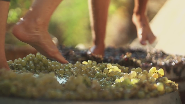 Two Pair of Male Legs Squeezes Grapes at Winery Making Wine