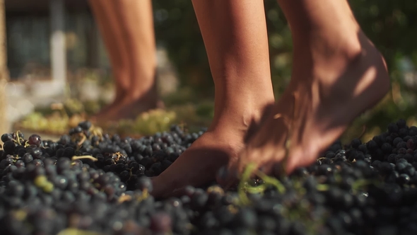 Two Pair of Female Feet Stomps Grapes at Winery Making Wine
