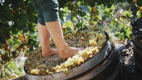 Male Legs Stomping White Grapes in Wooden Shaft