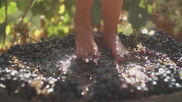 Feet of Slim Girl Squeezing Grapes in Wooden Barrel