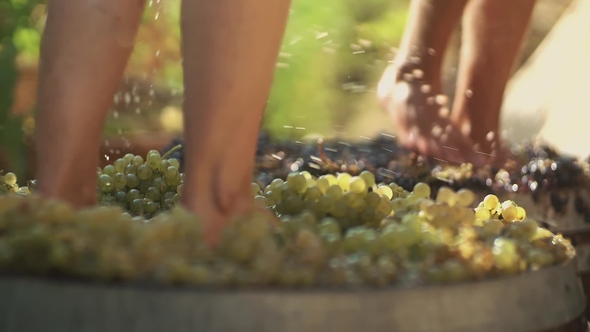 Two Pair of Male Legs Stomps Grapes at Winery Making Wine