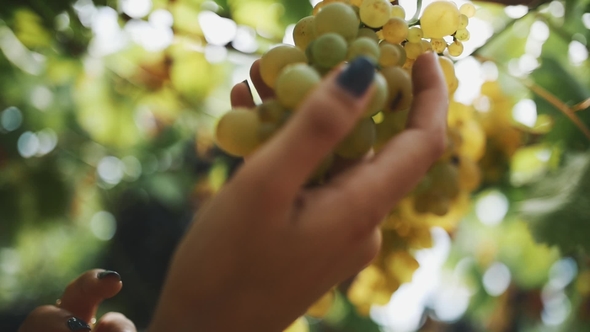 Female Hands Gather Bunch of Grapes Hanging on Branch at Vineyard
