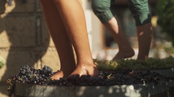 Two Pair of Male Feet Stomps Grapes at Winery Making Wine