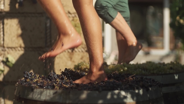 Two Pair of Men Feet Stomps Grapes at Winery Making Wine