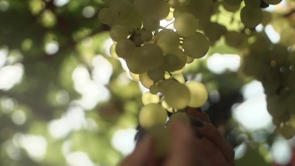 Female Hands Pick Up Grapes Hanging on Stem at Vineyard
