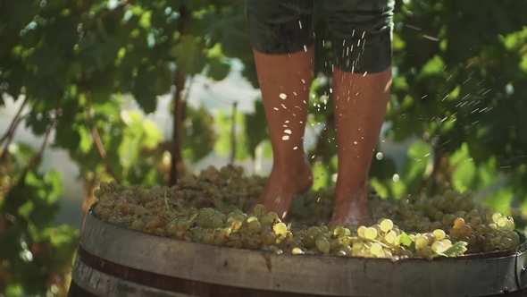 Legs of Man in Green Shorts Stomping White Grapes in Wooden Barrel