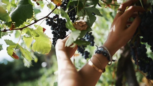 Female Hands Gather Black Grapes Hanging on Branch at Vineyard