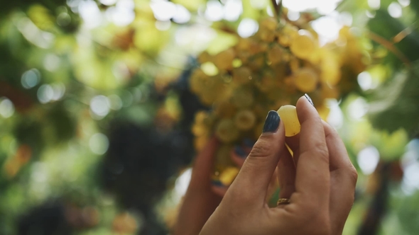 Woman Hands Gather Bunch of Grapes Hanging on Stem at Vineyard