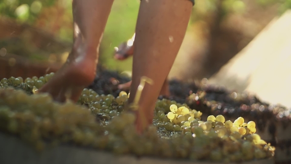 Two Pair of Men Legs Squeezes Grapes at Winery Making Wine