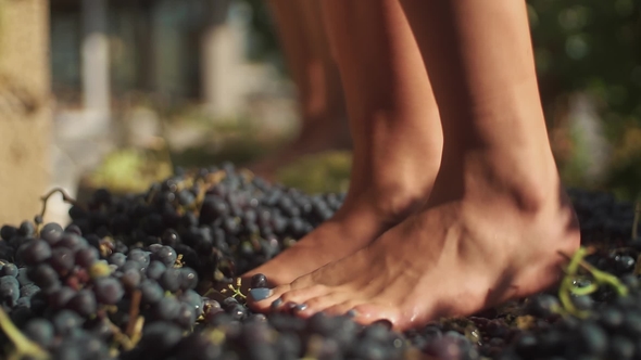Two Pair of Women Feet Stomps Grapes at Winery Making Wine