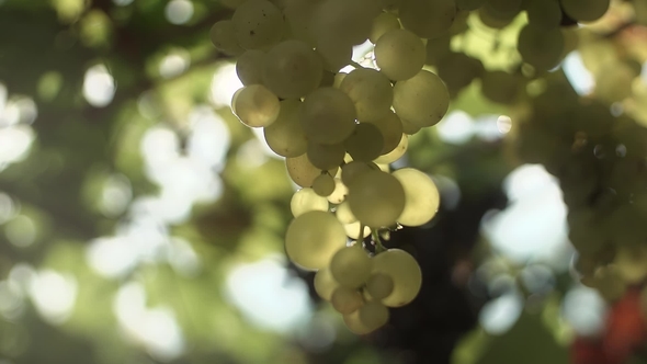 Woman Arms Touching Bunch of Grapes Hanging on Stem at Vineyard