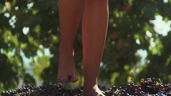Legs of Slim Girl in White Dress Stomping Grapes in Wooden Barrel