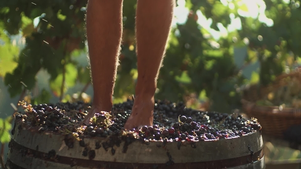 Legs of Hairy Guy Stomping Grapes in Wooden Barrel