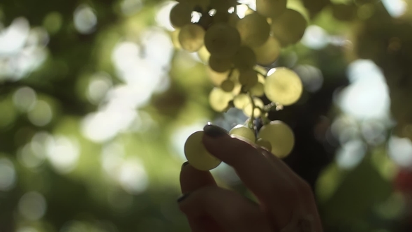 Woman Hands Pick Up Bunch of Grapes Hanging on Stem at Vineyard