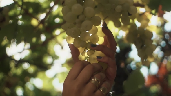 Female Hands Touching Bunch of Grapes Hanging on Stem at Vineyard