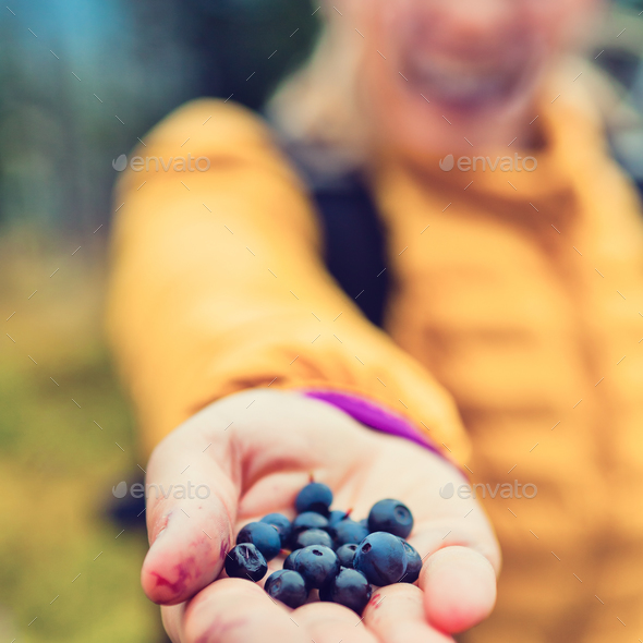 Woman hand giving blueberries autumn forest - Stock Photo - Images