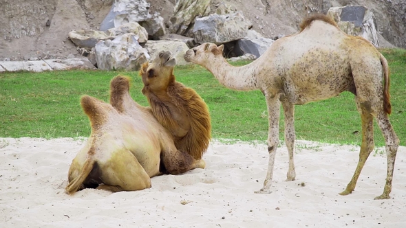 Camels Play Together on the Sand and Have a Rest, Animals in the Zoo, Camels in the Tropical Park alt