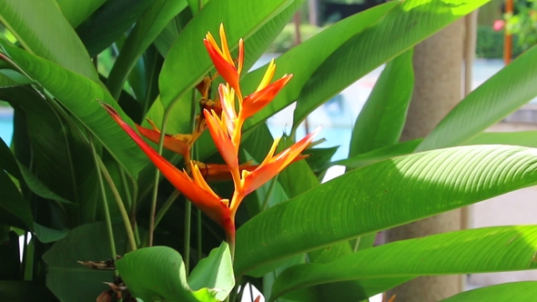 Bird Of Paradise Flower Heliconia Exotic Tropical Flowers And Close