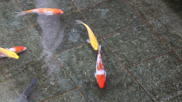 Red Carp Fish or Koi Carp Fish Swimming in the Garden Pond alt