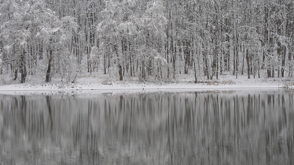 Winter Forest Near the Lake