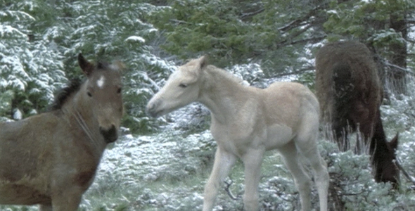 Wild Horse Colt in Late Snow: Sequence