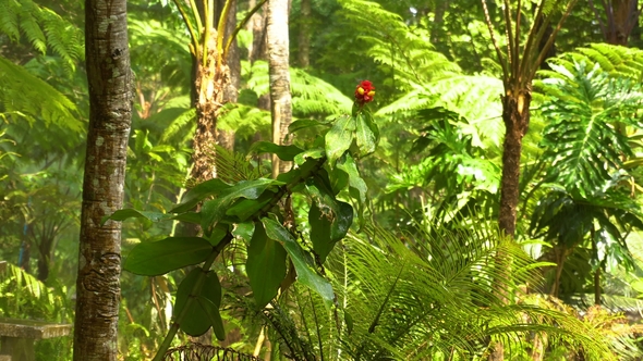 Rain and Sunshine in Tropical Jungle. Shallow Focus on Rain Forest Leafs and Flowers