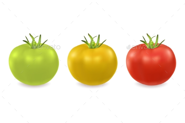 Vector Green Yellow and Red Tomato - Food Objects