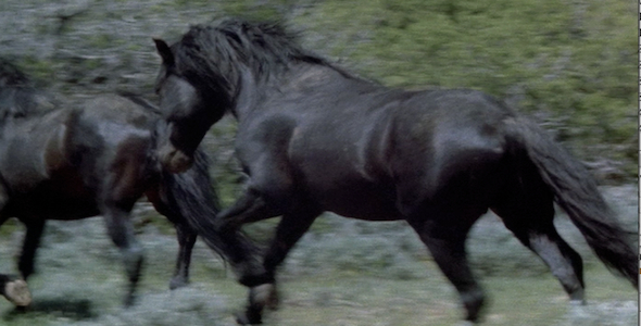 Wild Horse Stallion Chasing Stallion: Sequence