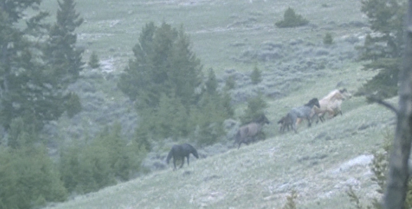 Wild Horse Herd trotting in Snowstorm:Sequence