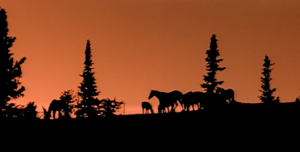 Horses Silhouette at Sunset