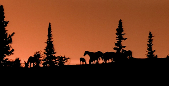 Horses Silhouette at Sunset, Stock Footage | VideoHive