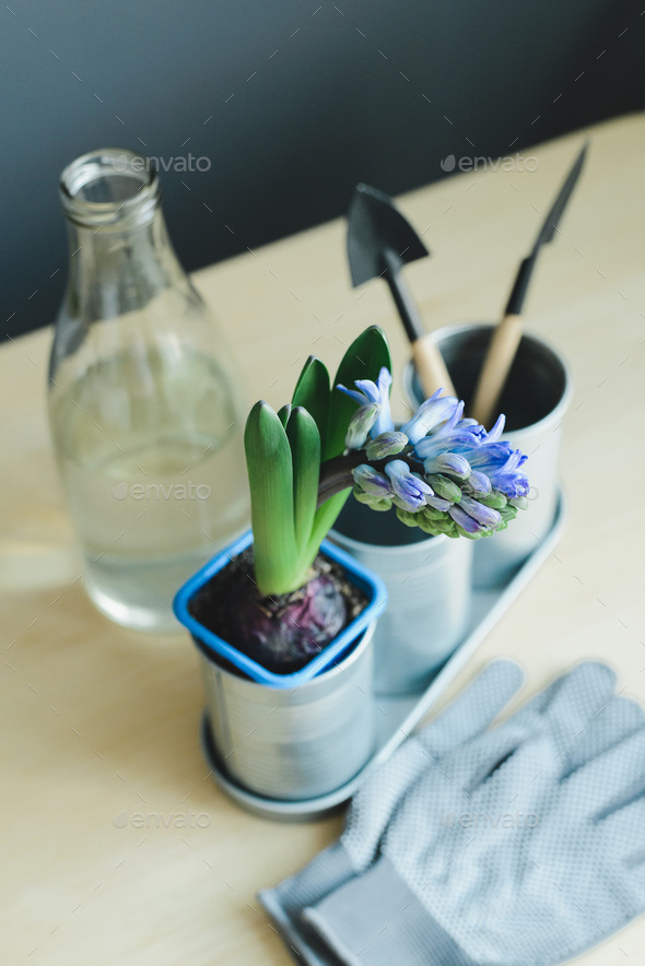 hyacinth mix plant and gardening tools in metal pot, gloves and glass bottle - Stock Photo - Images
