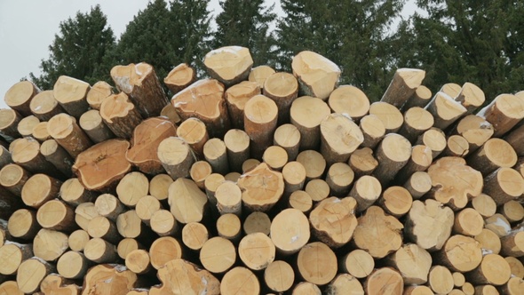 Big Pile of Logs in Winter Forest