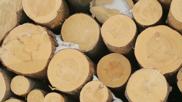 Big Pile of Logs in Winter Forest