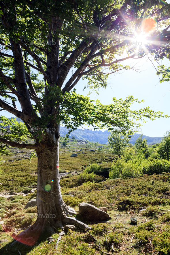 Sunset tree on hiking path in mountains - Stock Photo - Images