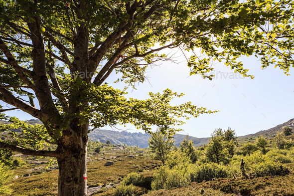 Sunset tree on hiking path in mountains - Stock Photo - Images