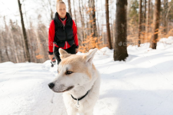 Woman and dog walking in winter mountains - Stock Photo - Images