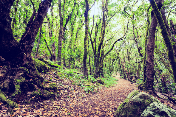 Inspirational beautiful green forest landscape - Stock Photo - Images