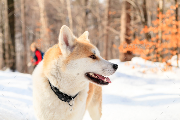 Woman and dog walking in winter mountains - Stock Photo - Images