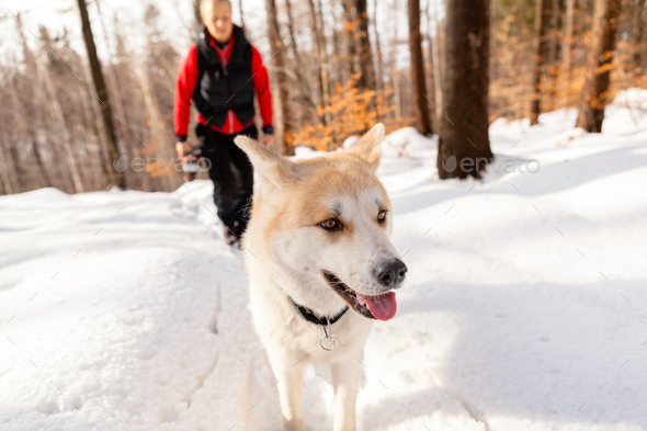 Woman and dog walking in winter mountains - Stock Photo - Images