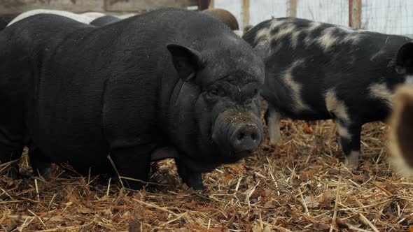 A Big Fat Boar on a Pig Farm Looks at the Camera alt