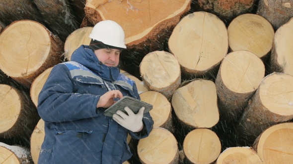 Worker With Tablet Computer Against Big Pile of Logs in Winter Forest