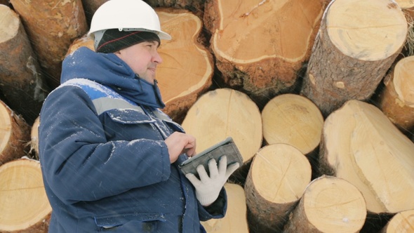 Worker With Tablet Computer Against Big Pile of Logs in Winter Forest